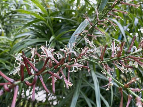 細葉百合竹|百合竹 (Dracaena reflexa)